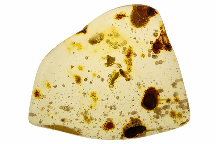 Polished Colombian Copal ( g) - Contains Termites & Enhydros! #304103